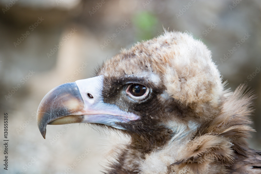 Bird vulture closeup in the afternoon. Head Bird vulture closeup in the afternoon. Head