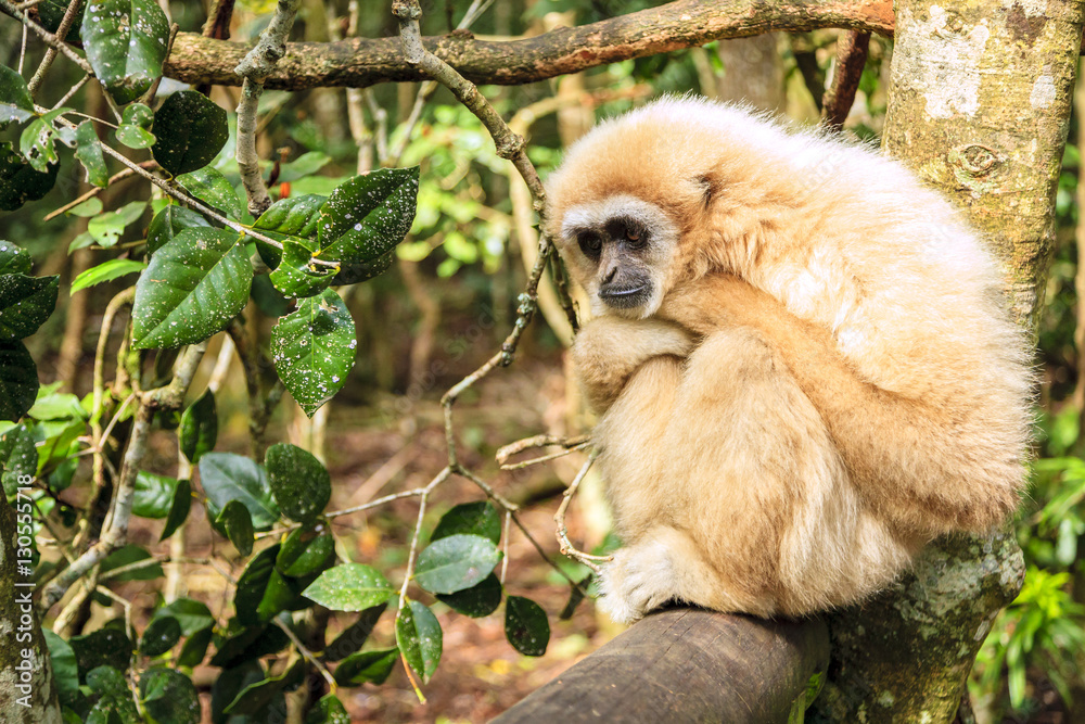 Lar Gibbon Lar Gibbon