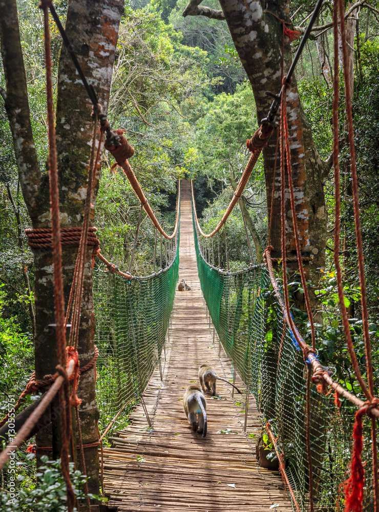 Naklejka premium Hanging bridge