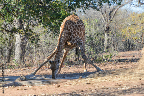 Giraffe drinking water photo