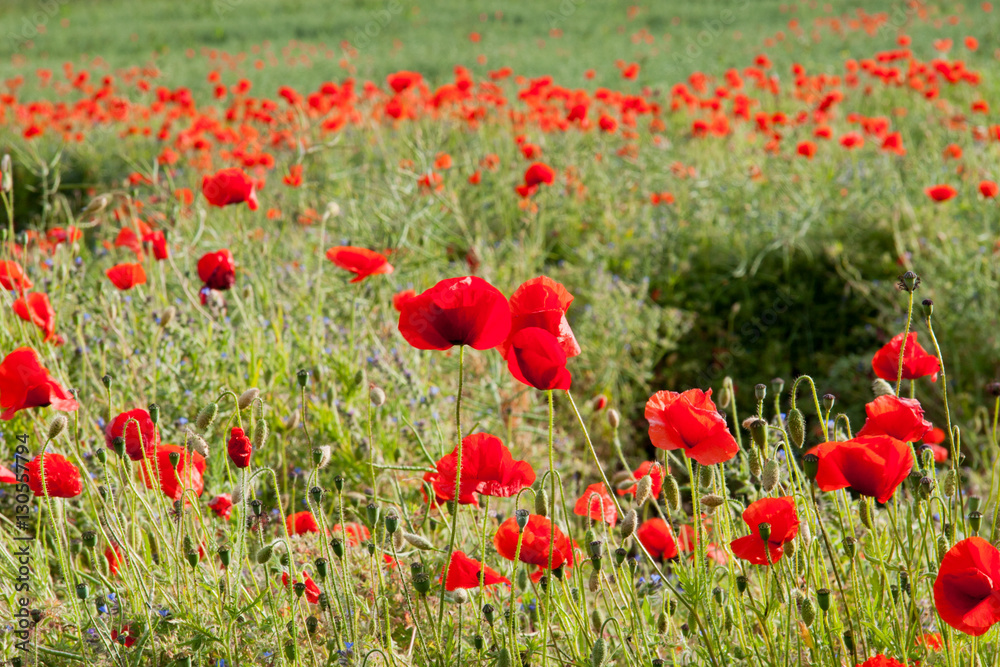 Obraz premium Poppy Field