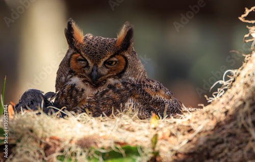 Great Horned Owl