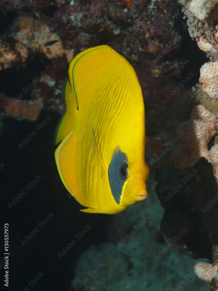 Obraz premium Chaetodon semilarvatus