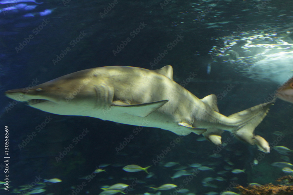 Fototapeta premium acquario squalo