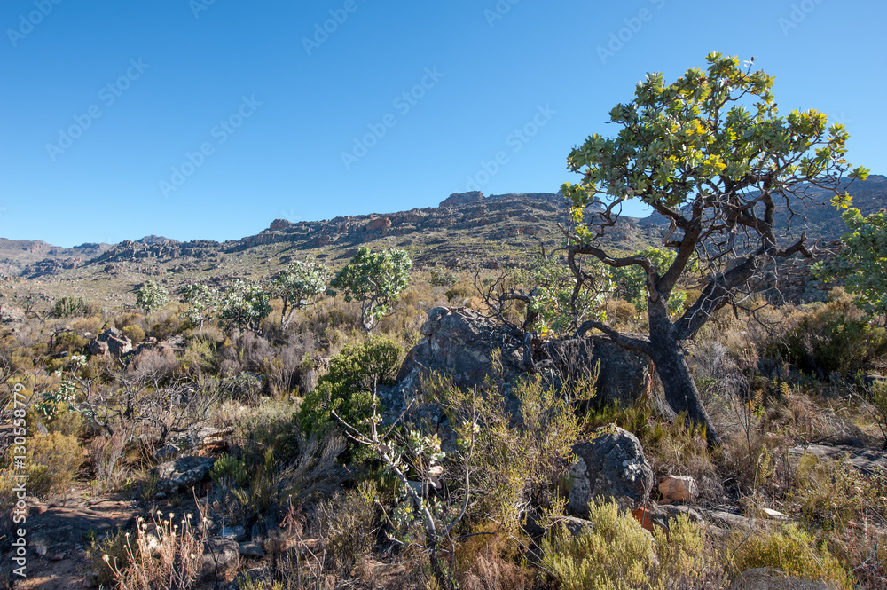Cederberg Region of South Africa Cederberg Region of South Africa