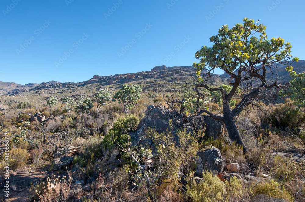 Cederberg Region of South Africa