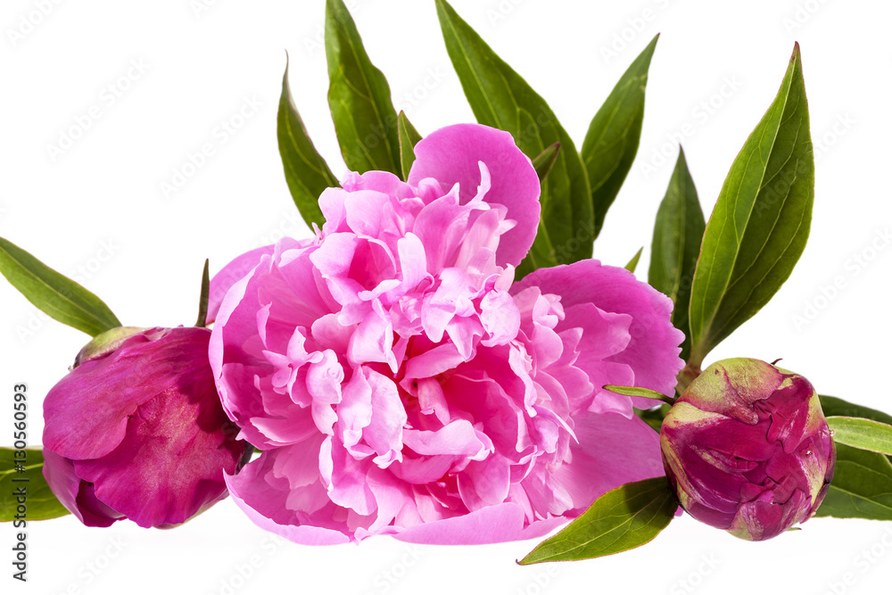 pink flowers of peony isolated on white background.