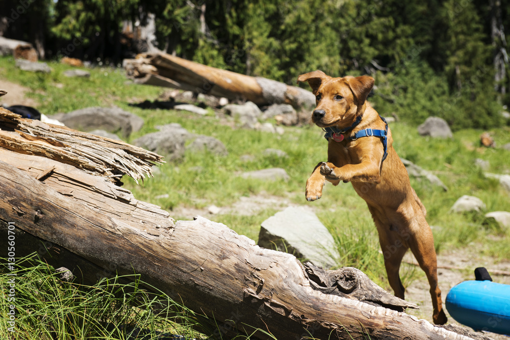 Brown dog jumping over log on field Brown dog jumping over log on field