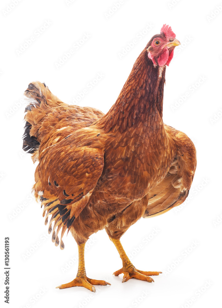 Fototapeta premium Red chicken.