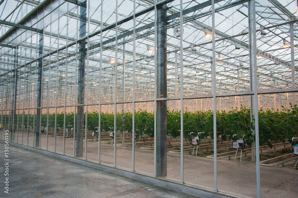 Fototapeta premium Cucumbers ripening in greenhouse