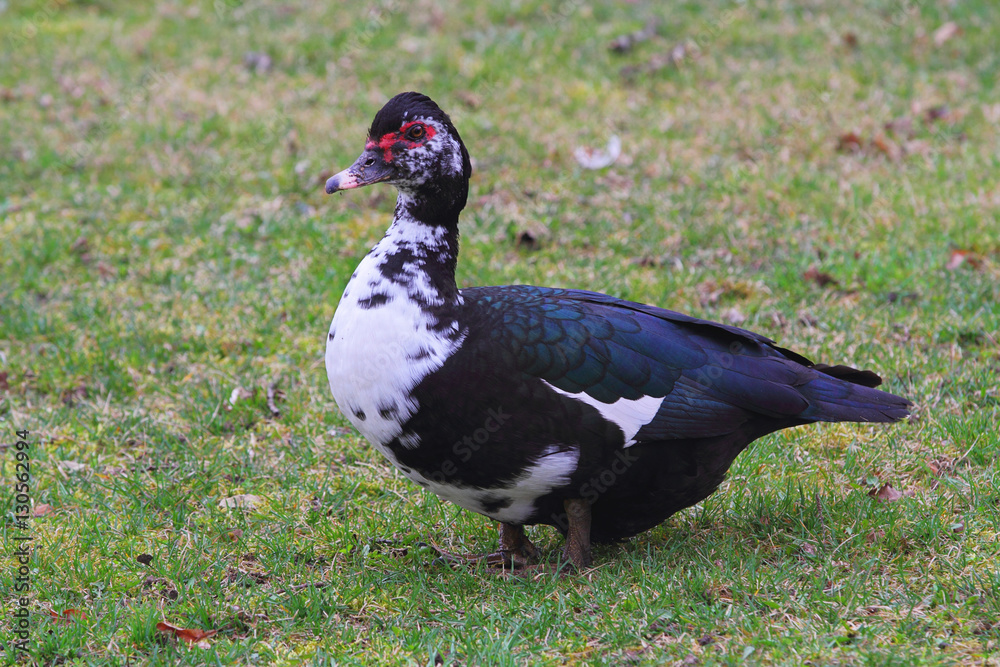 Poultry indoda. The breed obtained by crossing the turkeys and ducks. Beautiful large black bird is standing on green grass. Black bird with white chest Poultry indoda. The breed obtained by crossing the turkeys and ducks. Beautiful large black bird is standing on green grass. Black bird with white chest