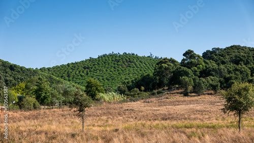 A field and forest in Portugal