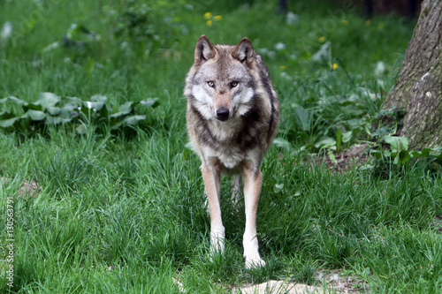 Blickkontakt mit einem Wolf