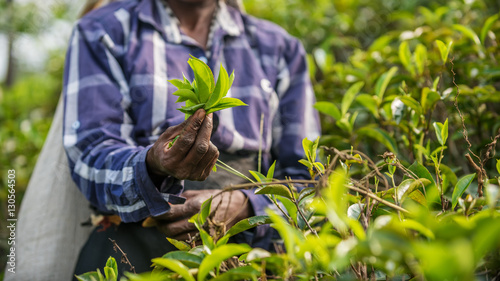 Sri Lanka: collection of tea in tea plantation 