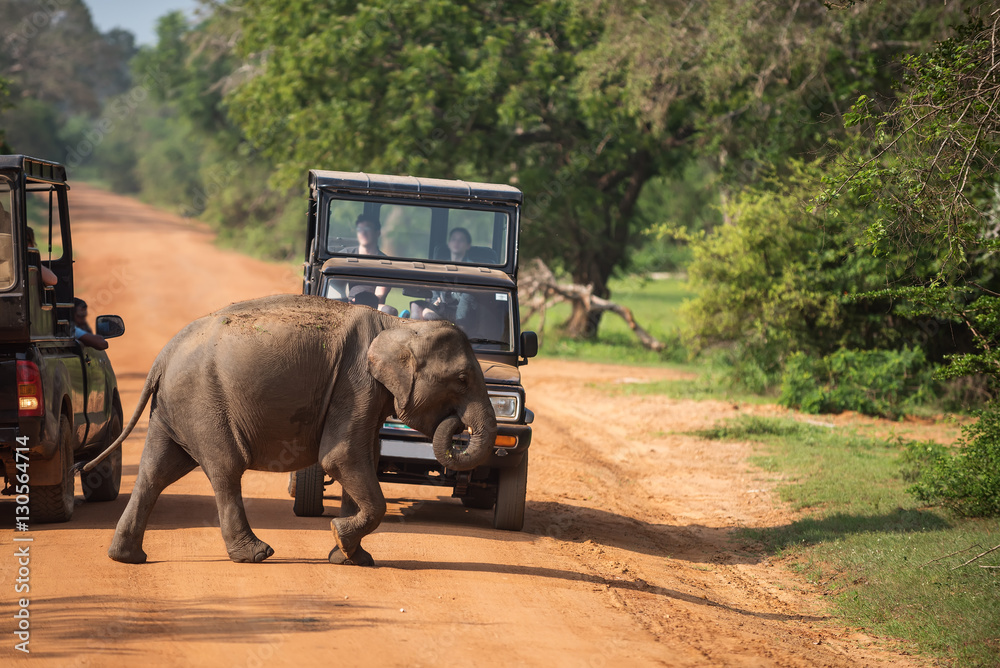 Naklejka premium Sri Lanka: wild baby elephant crossing road in Yala National Park