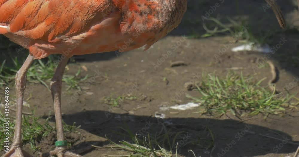 Red Ibis Try to Peck the Dry Branch in the Zoo Bird With Long Down-Curved Bills Gray and Orange Feathers Long Legs Claws and Long Neck Egyptian Bird Red Ibis Try to Peck the Dry Branch in the Zoo Bird With Long Down-Curved Bills Gray and Orange Feathers Long Legs Claws and Long Neck Egyptian Bird