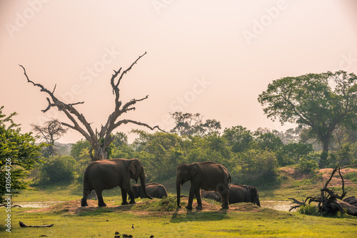 Canvas Print Sri Lanka: wild elephants at jungle drinking place of Yala National Park
