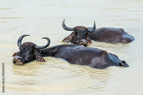 Sri Lanka: wild water buffalose in Yala National Park    © krivinis
