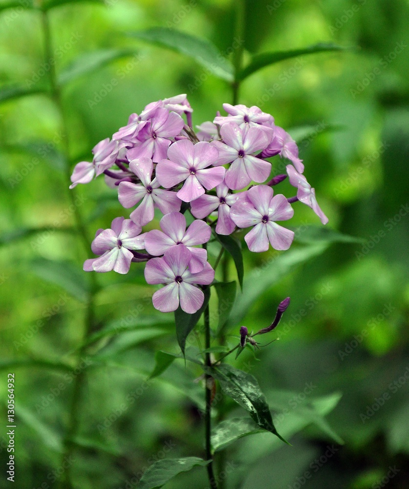 Fototapeta premium Phlox flower