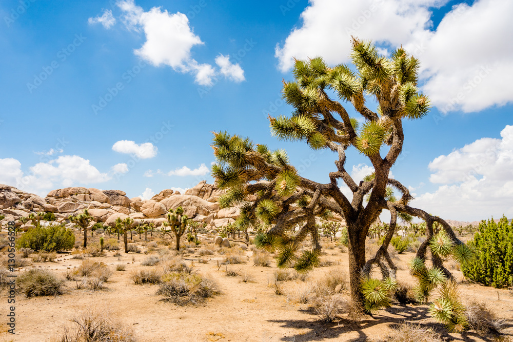 Joshua Tree