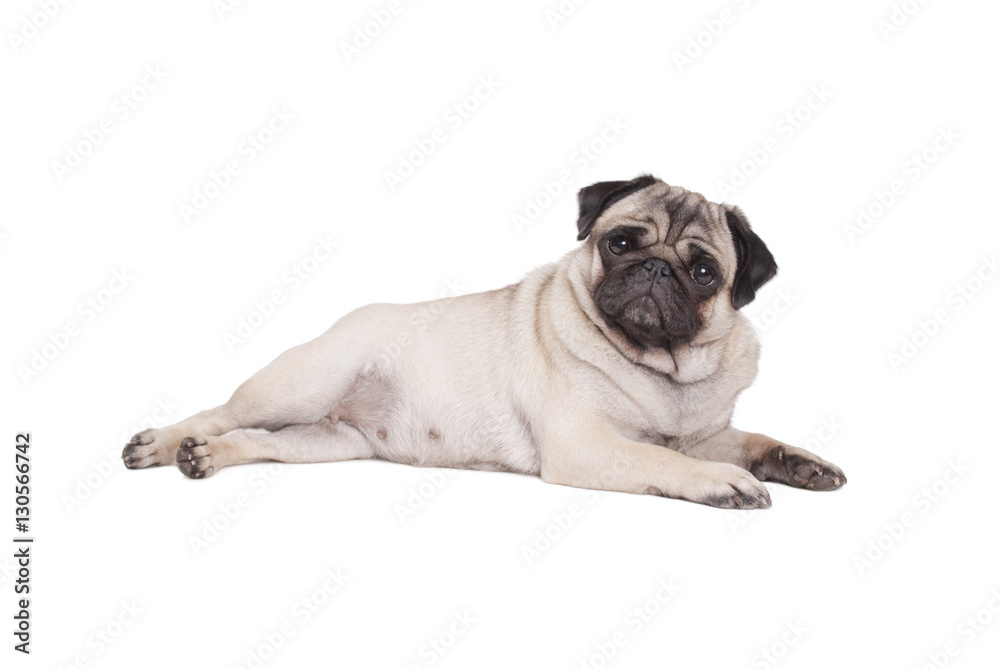 beautiful pug puppy dog lying down isolated on white background beautiful pug puppy dog lying down isolated on white background