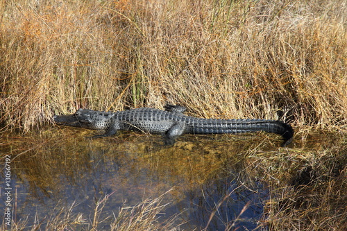 Alligator in the Everglades - Florida - USA