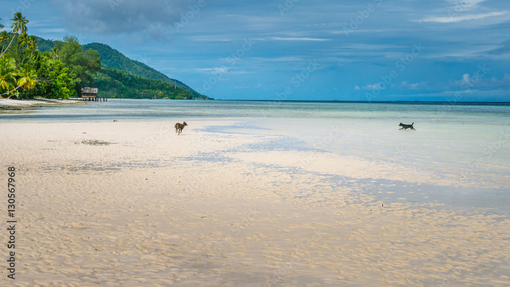 Dogs playing on the Beack near Water Hut of Homestay on Kri Island. Raja Ampat, Indonesia, West Papua