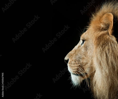 Fototapeta Naklejka Na Ścianę i Meble -  Isolated Lion Head Profile