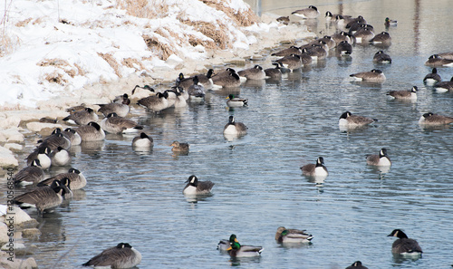 Ducks on a lake photo