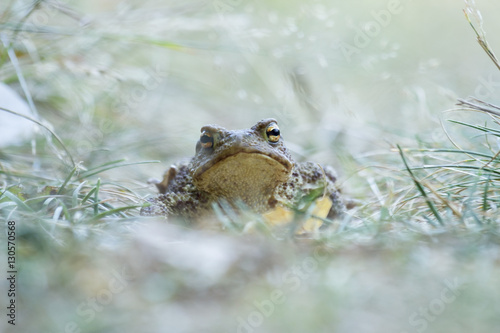 Bufo Bufo in their natural habitat. Toad - in focus, the background is blurred.