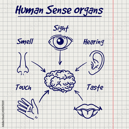 Synopsis of human sense organs on notebook page background. Vector illustration