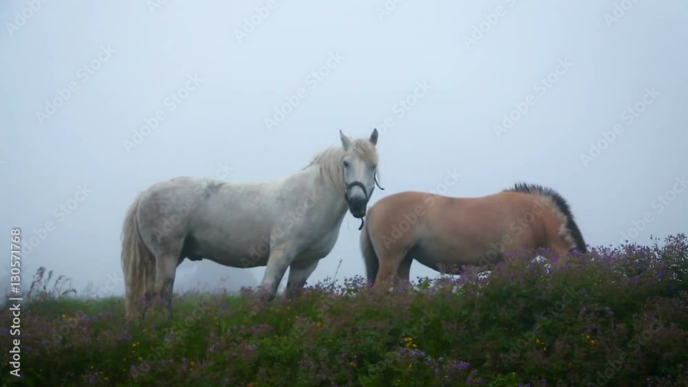 Two horses grazing in a meadow with flowers in the fog eating juicy grass. Two horses of different breeds and colors. Two horses in full growth medium shot. Equines in the mountains of Norway. Two horses grazing in a meadow with flowers in the fog eating juicy grass. Two horses of different breeds and colors. Two horses in full growth medium shot. Equines in the mountains of Norway.