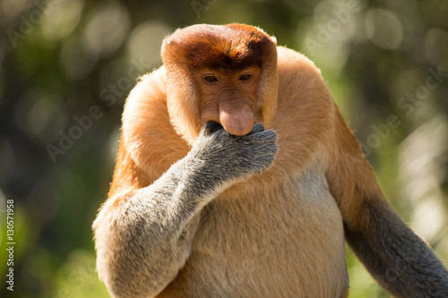 Portrait of fabulous long-nosed monkey
