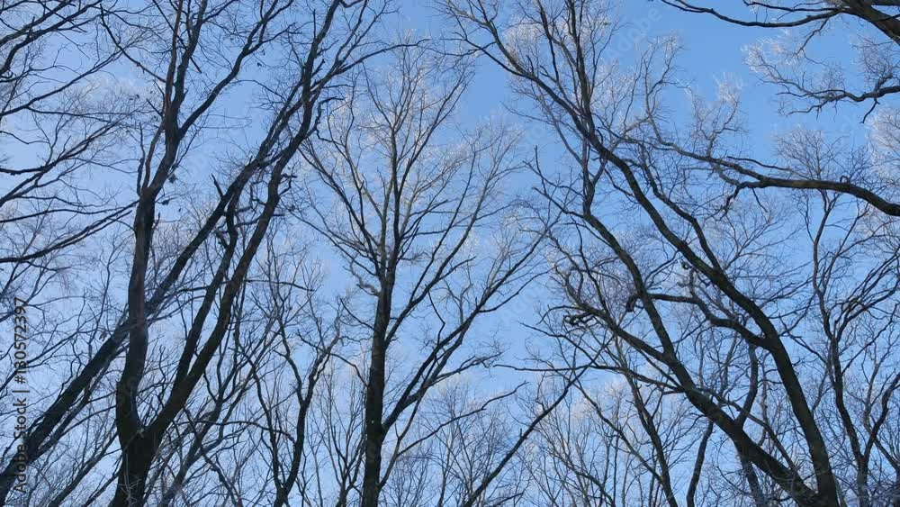 tops of trees in the snow frozen forest against blue sky nature winter landscape tops of trees in the snow frozen forest against blue sky nature winter landscape