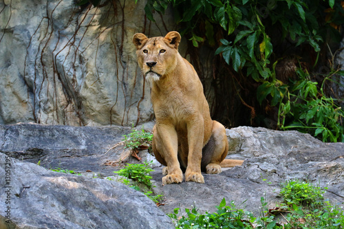 female lion in zoo thailand