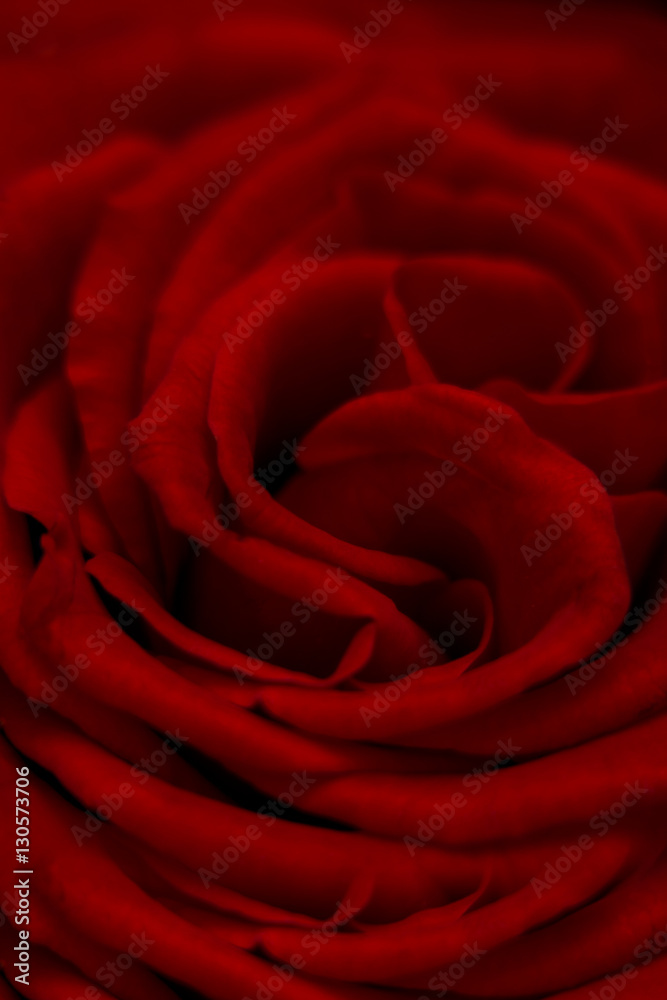 Beautiful rose petals and gentle Beautiful rose petals and gentle