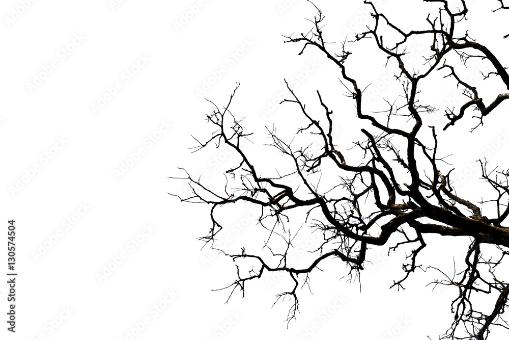 Dead branches. Dead branches.