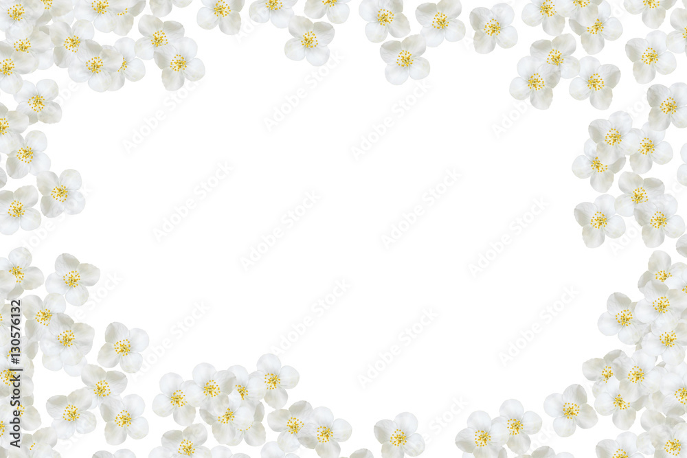 branch of jasmine flowers isolated on white background branch of jasmine flowers isolated on white background