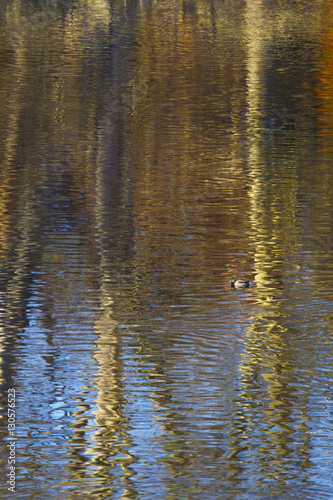  Mallard in lake with autumn reflections of trees