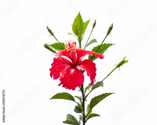 Red Hibiscus flower Isolated