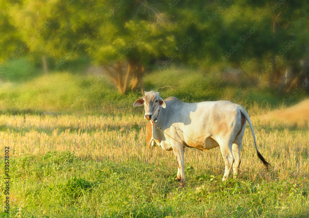Fototapeta premium one ox in the field