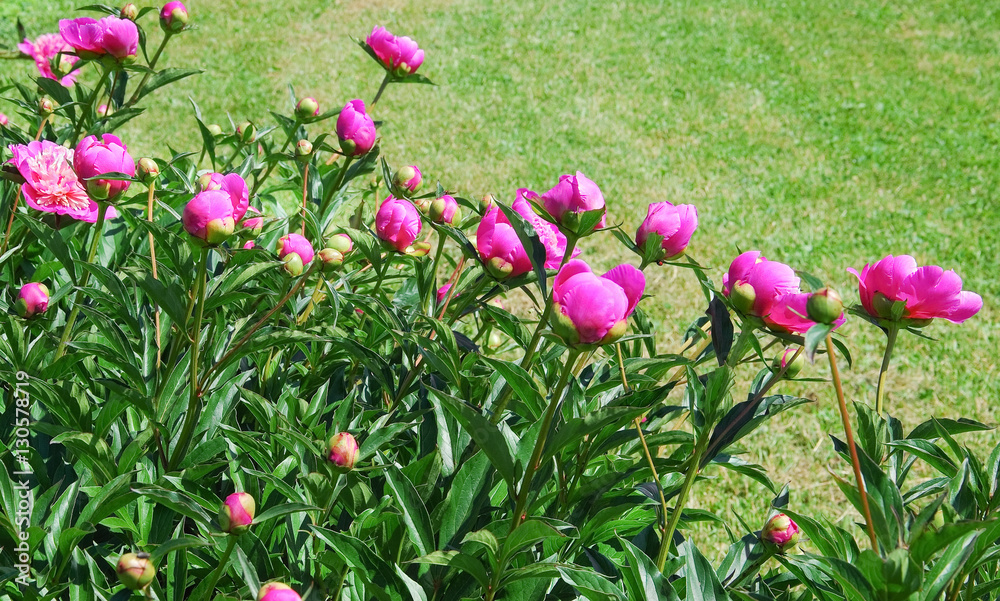 Hot pink peonies (Paeonia) in the country Hot pink peonies (Paeonia) in the country