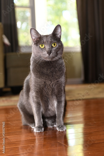 фотографія Korat Cat Inside Home