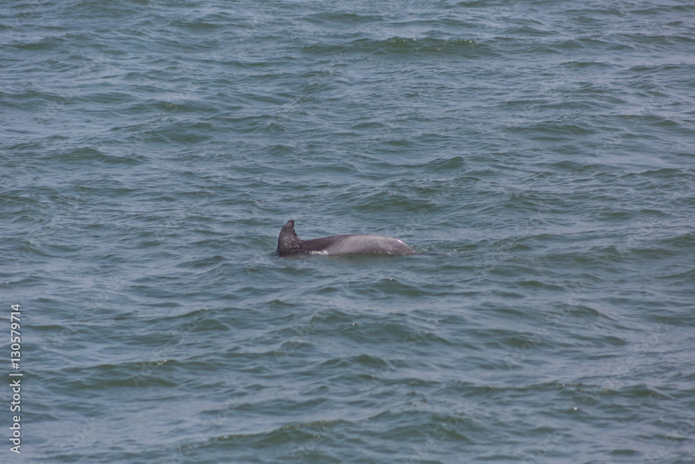 Fototapeta premium Dolphin back