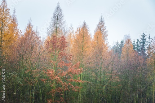 Close up of tree tops of larch and oak forest