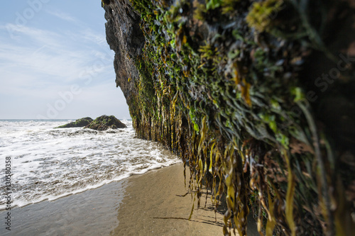 Cave wall covered in seaweed