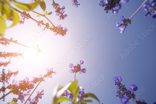 Beautiful colors purple lavender fields with blue sky
