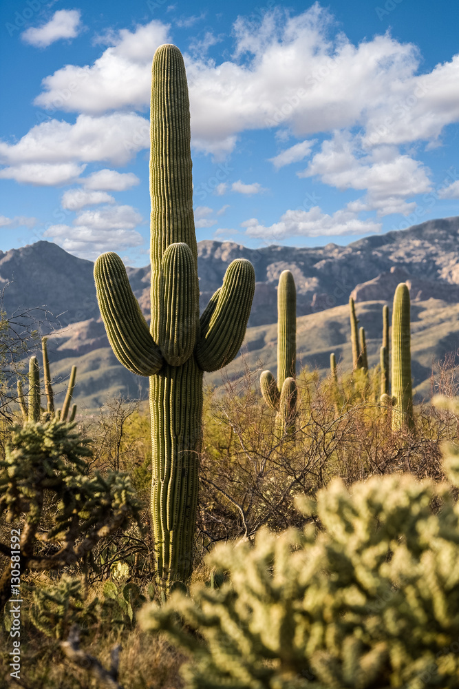 Saguaro National Park Saguaro National Park