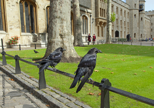 Ravens at the Tower of London UK September