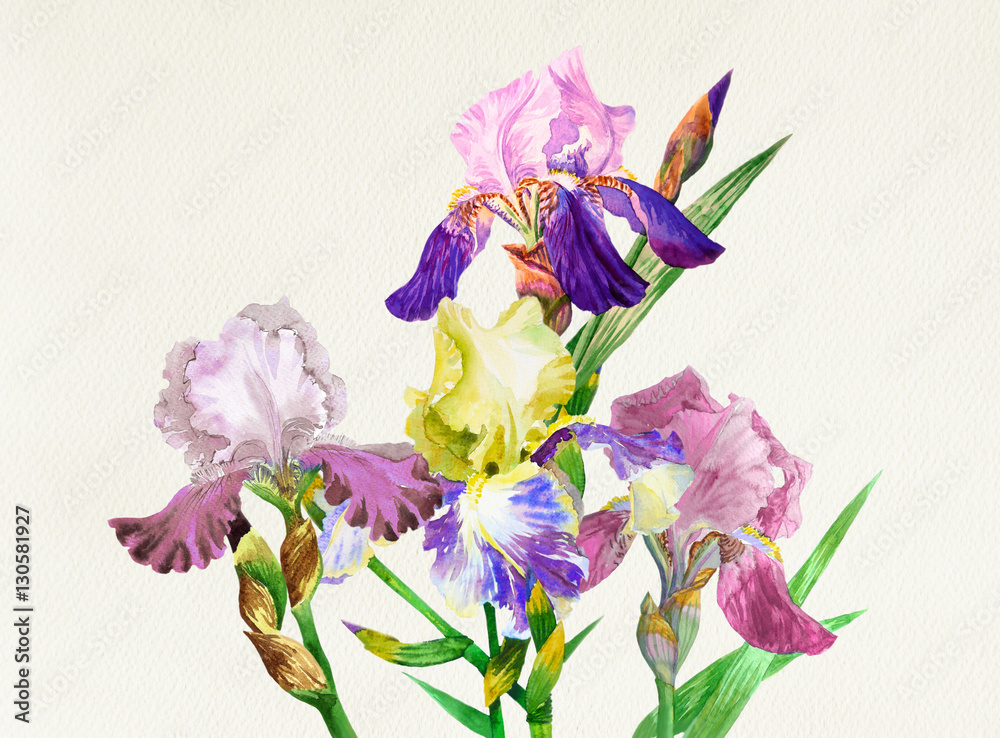 Obraz Kolorowe irysy. Kwiaty w akwarela